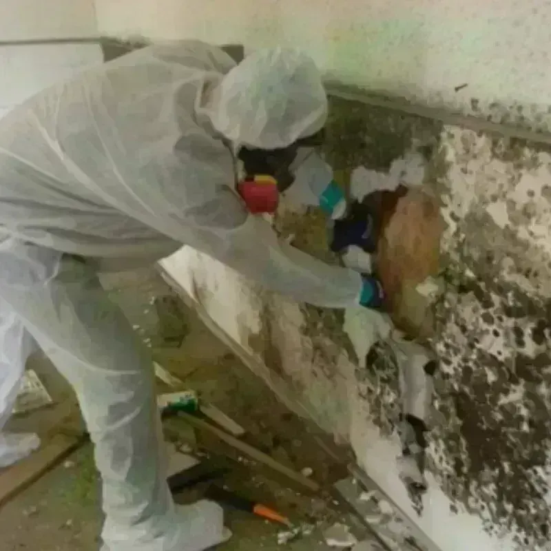 Mold Remediation and Removal in Camden, NY